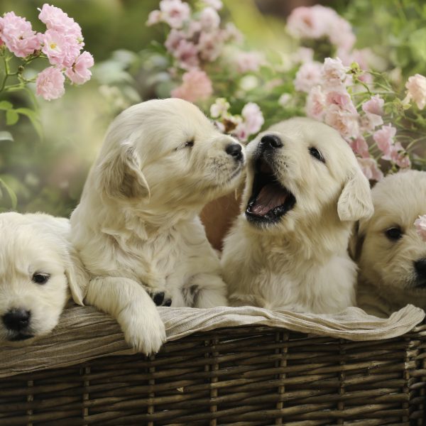 4 Things to Know Abut Golden Retriever Puppies ...
