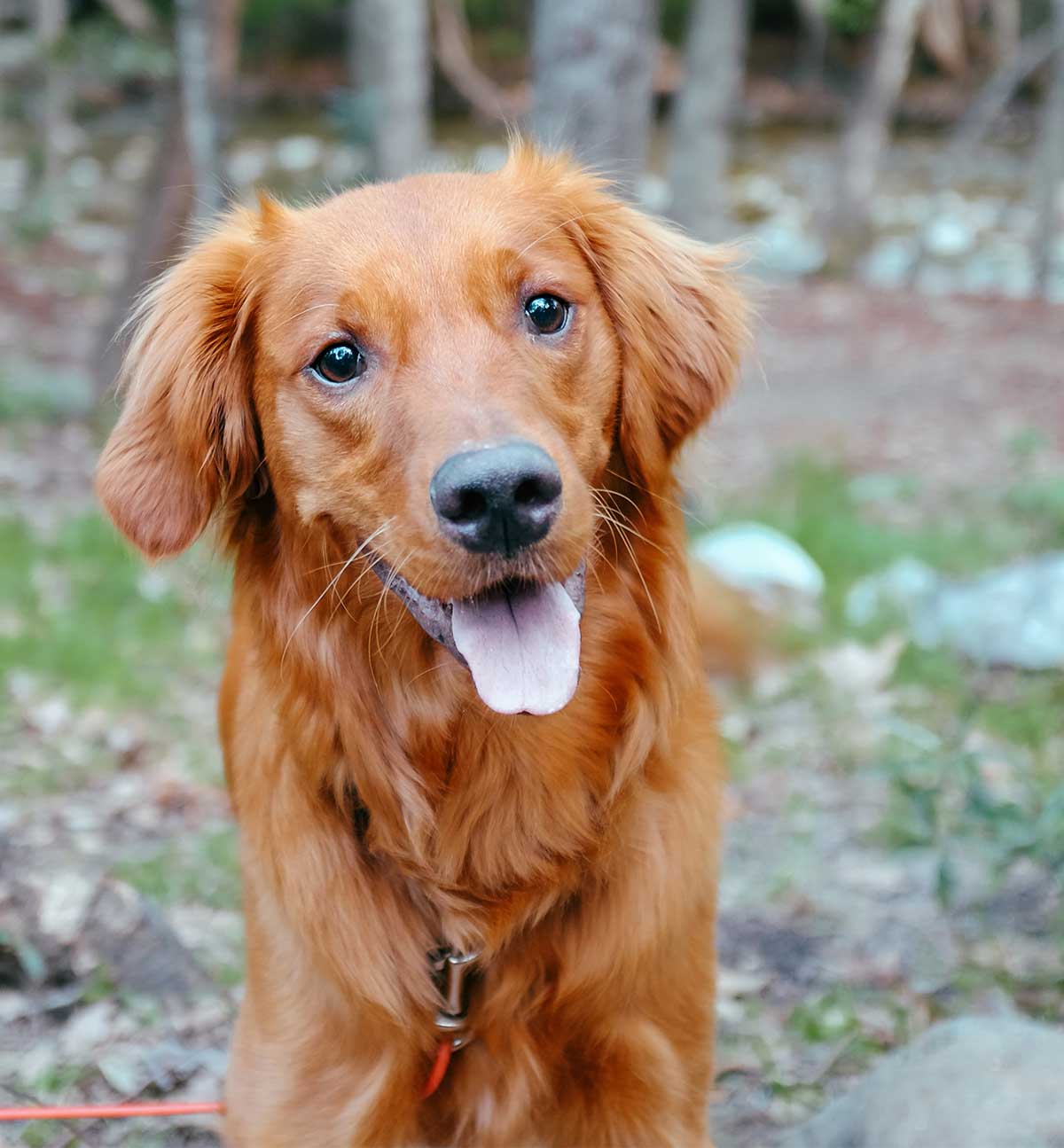 40 Fascinating Golden Retriever Facts You Simply Won