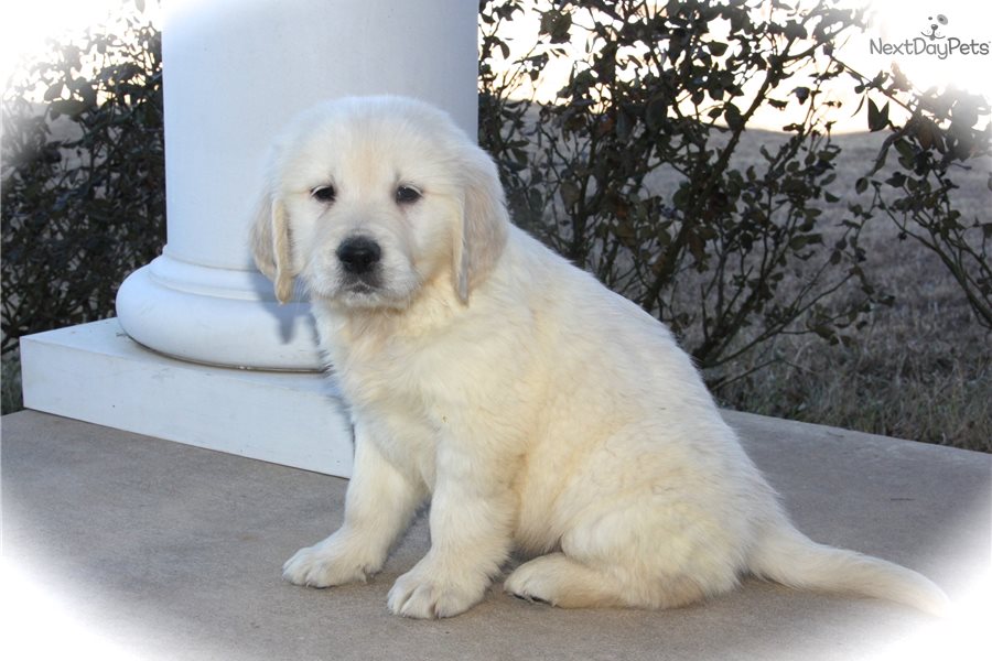 42 Best Images English Golden Retriever Puppies Texas ...