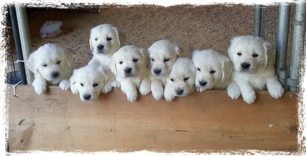 45+ Pictures Of English Cream Golden Retriever Puppies ...