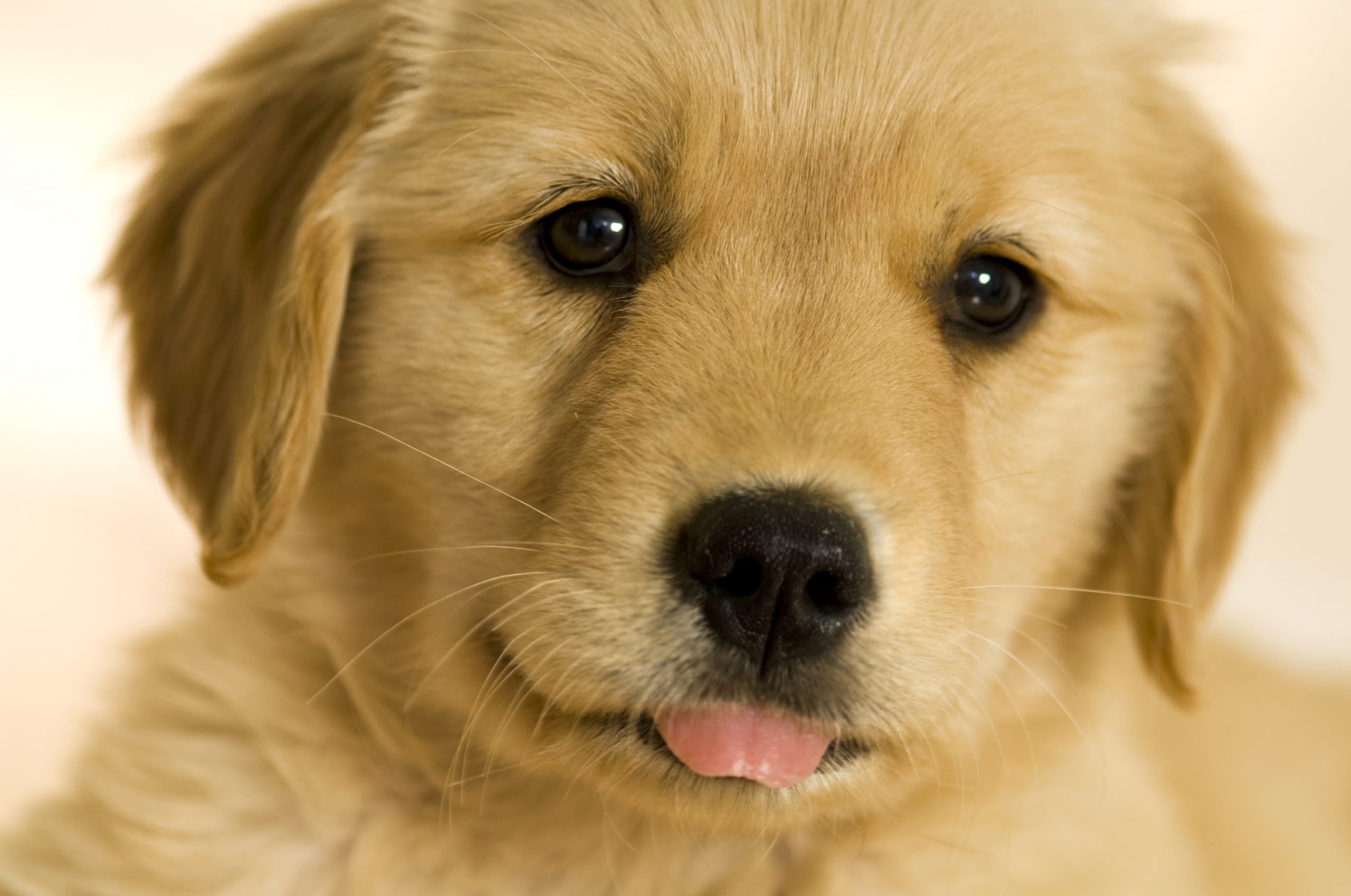 [49+] Cute Golden Retriever Puppies Wallpaper on ...