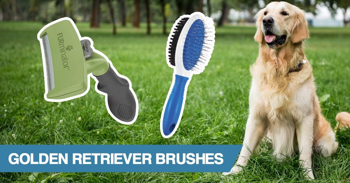 5 Best Brushes for a Golden Retriever (2020)