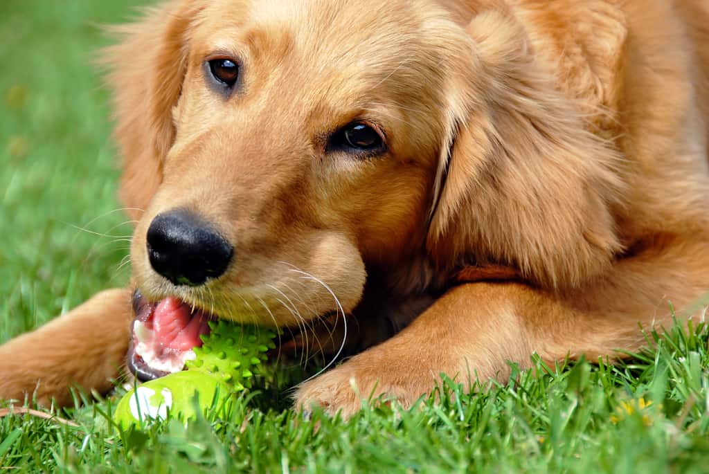 5 Best Chew Toys for Puppies (2021 Reviews)