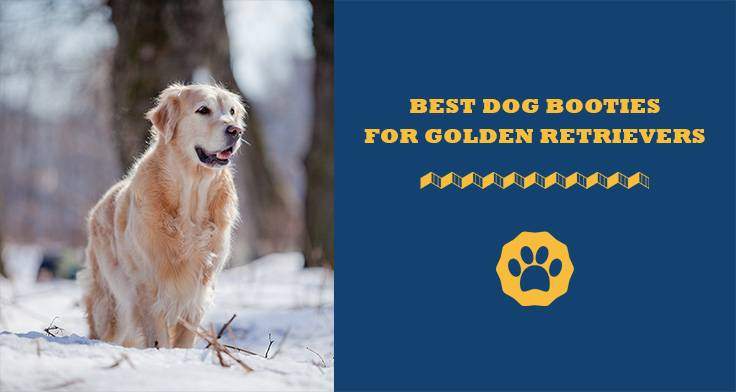 5 Best Dog Booties For Golden Retrievers In 2020
