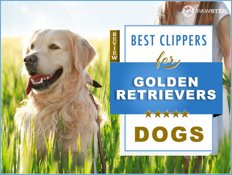 5 Best Dog Clippers for Golden Retrievers in 2020