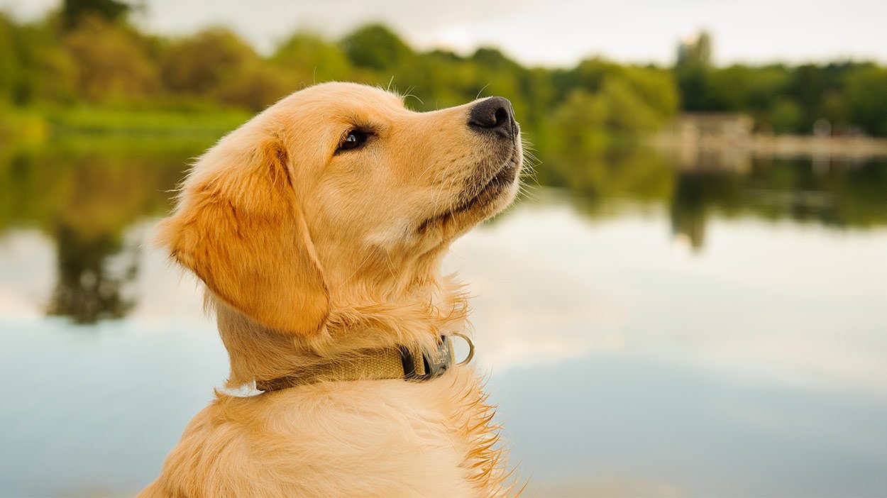 5+ Best Dog Food For Golden Retrievers Updated For 2020