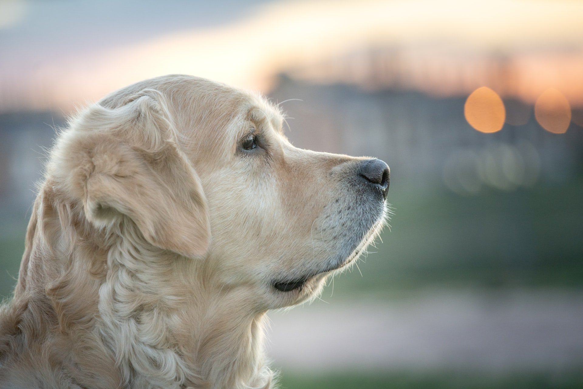 5 Best Ear Cleaners for Golden Retrievers  Safe and ...