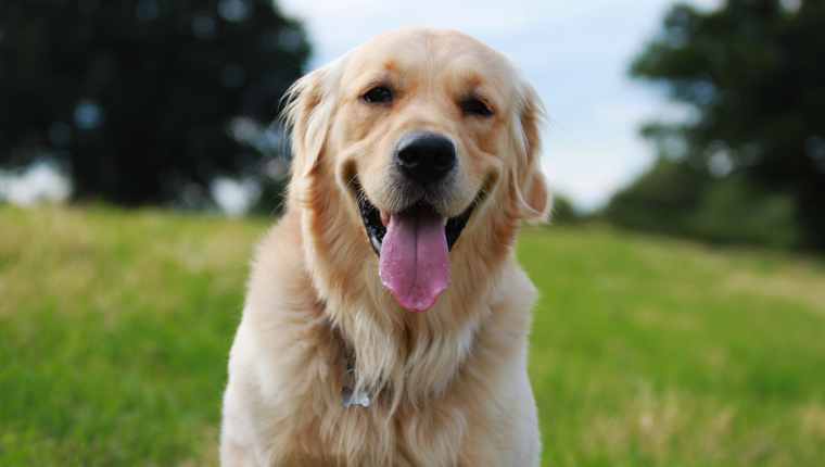 5 Best Service Dog Breeds For Those With Disabilities Or ...