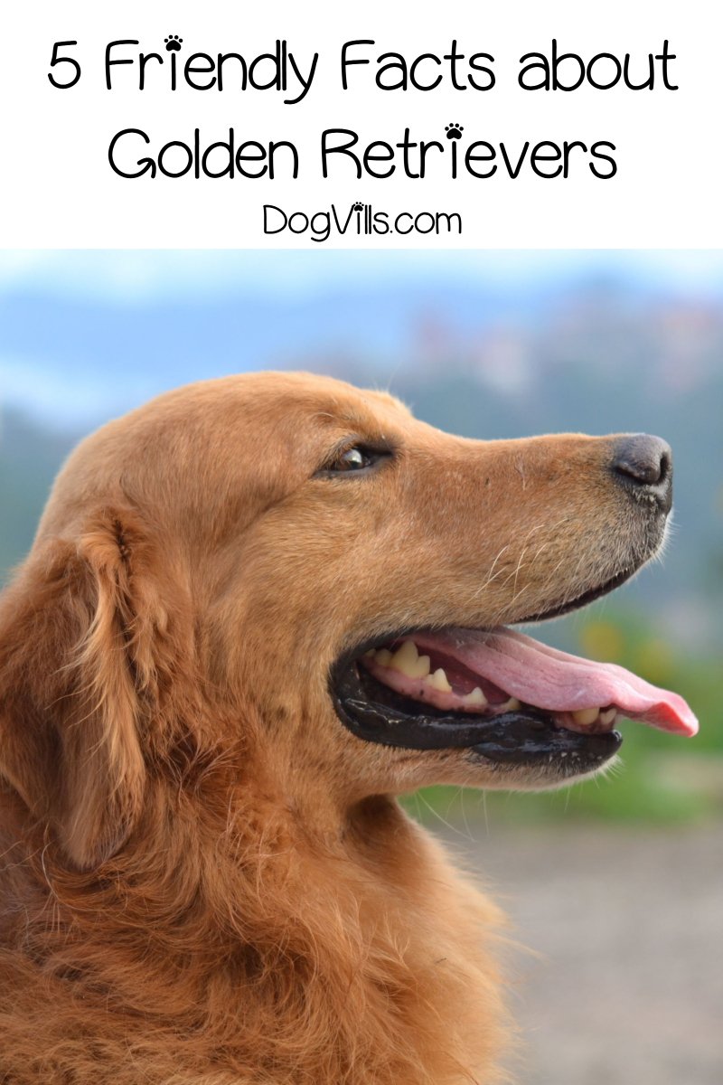 5 Friendly Facts about Golden Retrievers