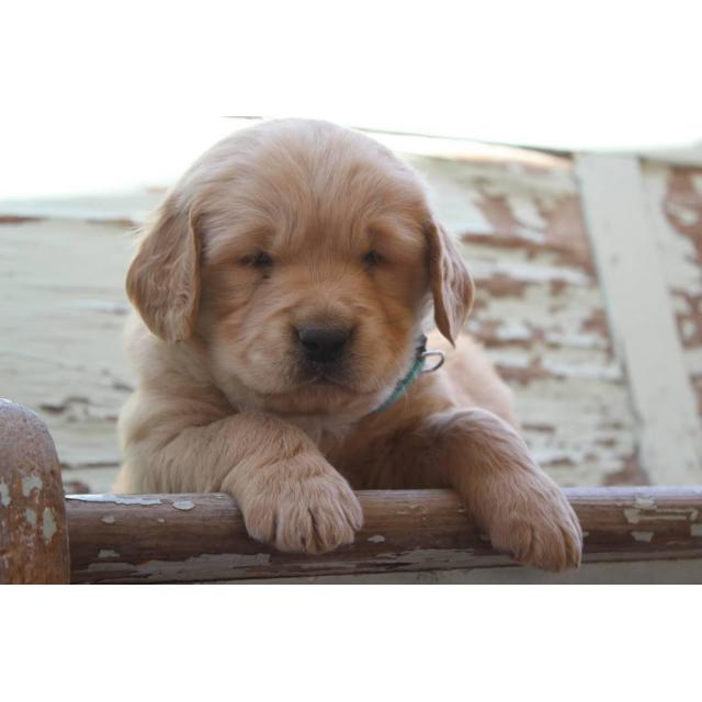 5 Golden Retriever puppies are ready to reserve now ...