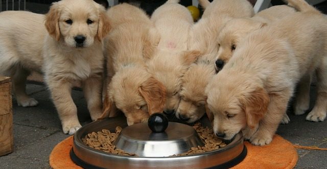 5 Homemade Food for Golden Retriever Puppy