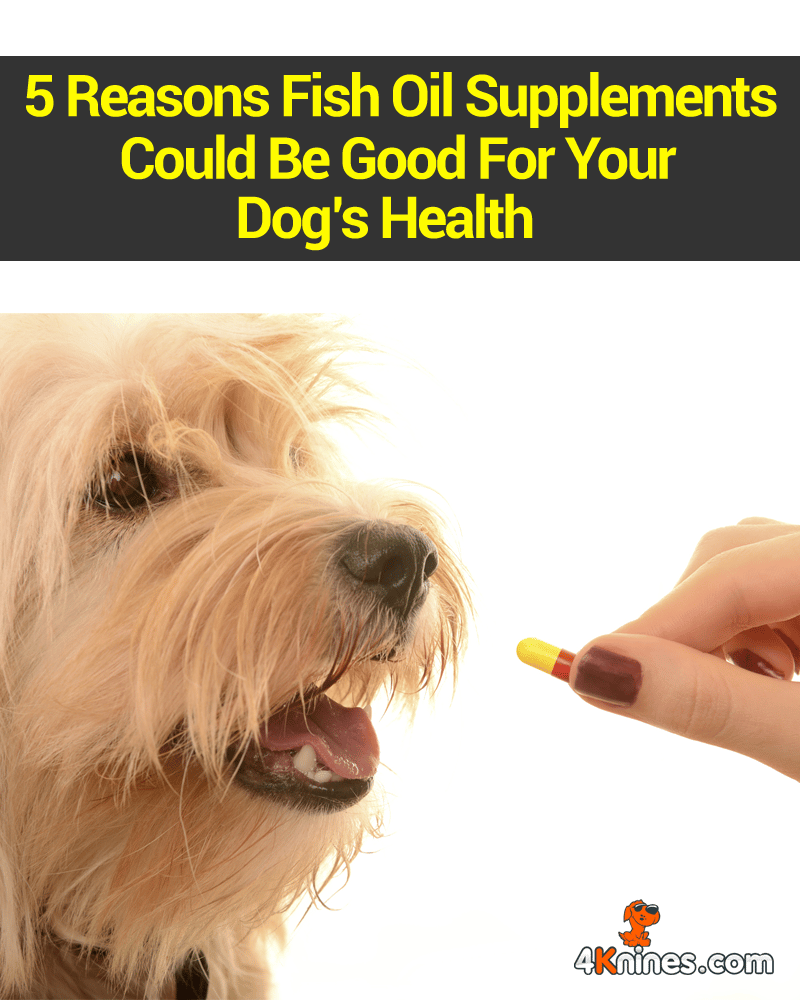 5 Reasons Fish Oil Supplements Could Be Good For Your Dog