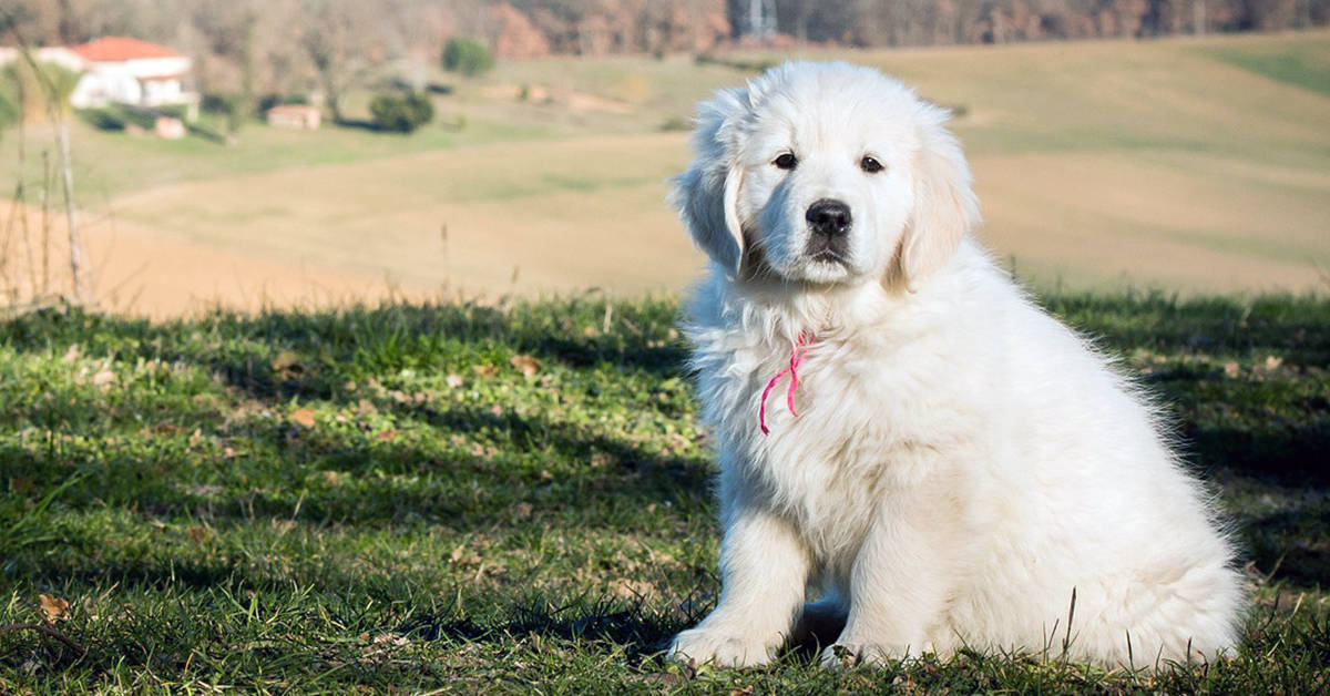 5 Steps To Train Your Golden Retriever Puppy To Sit & Stay ...