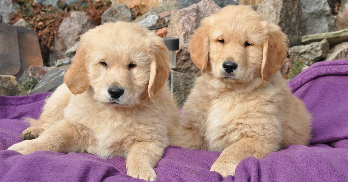 5 Surprising Reasons To Join A Puppy Training Class ...