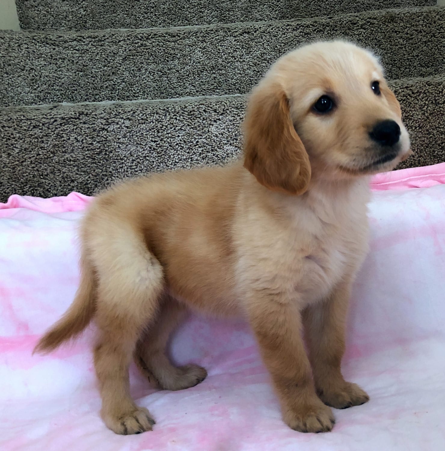 55 Best Images Newborn Golden Retriever Puppies For Sale : dark red ...