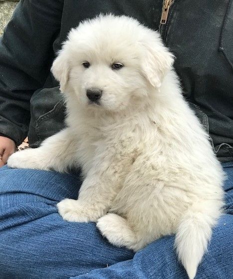 55+ Golden Retriever Great Pyrenees Puppies For Sale