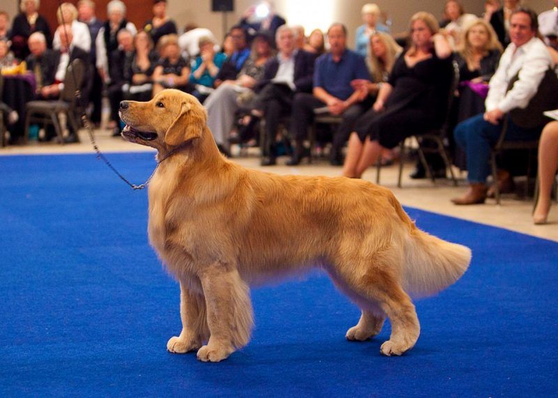 55+ National Dog Show Golden Retriever in 2020