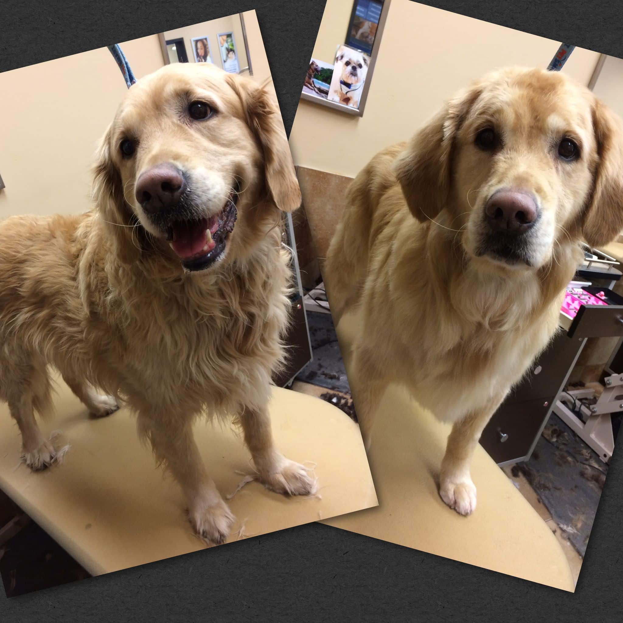 56 Best of Golden Retriever Haircut Before And After
