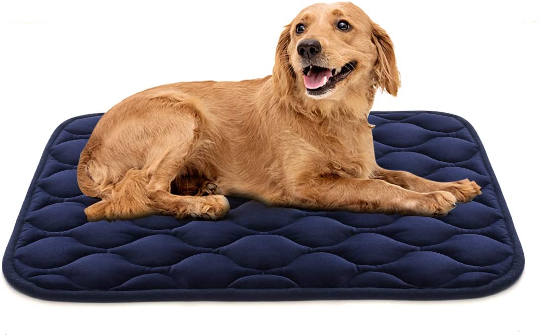 6 Best Dog Beds for Golden Retrievers(Review)