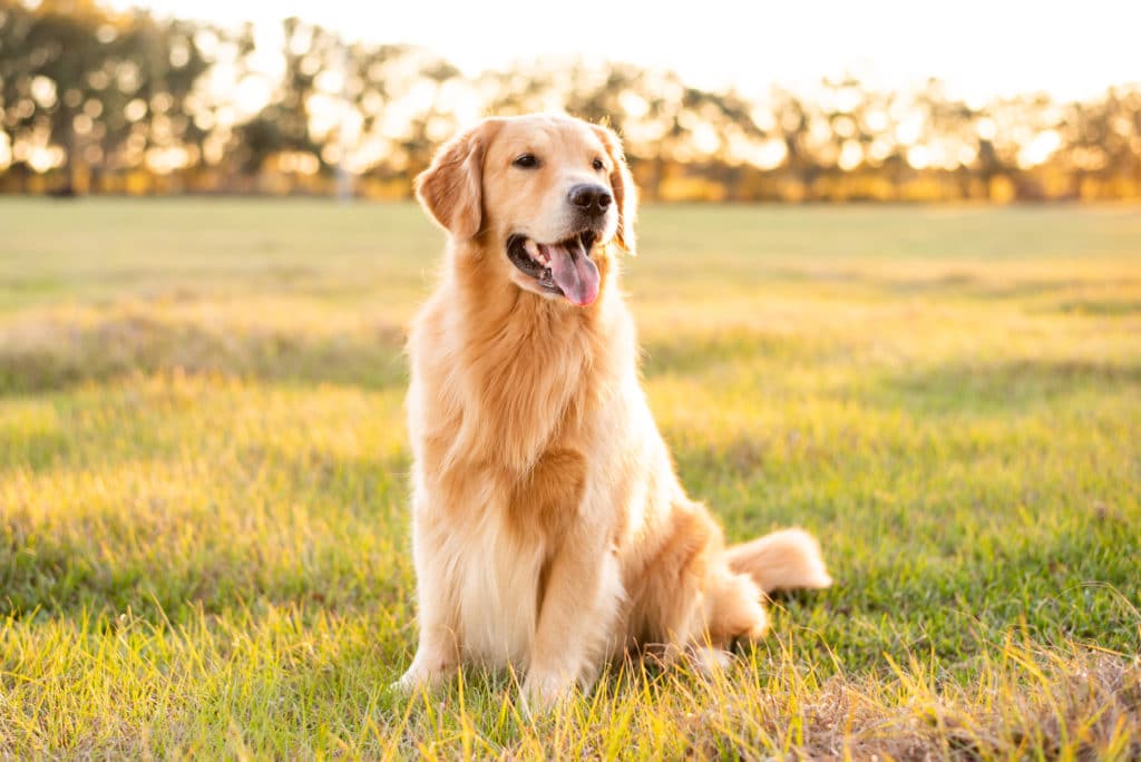 6 Best Dog Collars For Golden Retrievers in 2020
