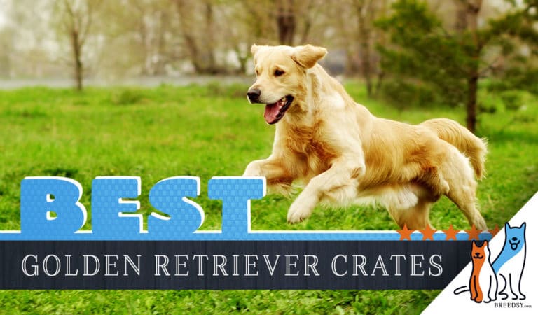 6 Best Dog Crates for Golden Retrievers in 2020