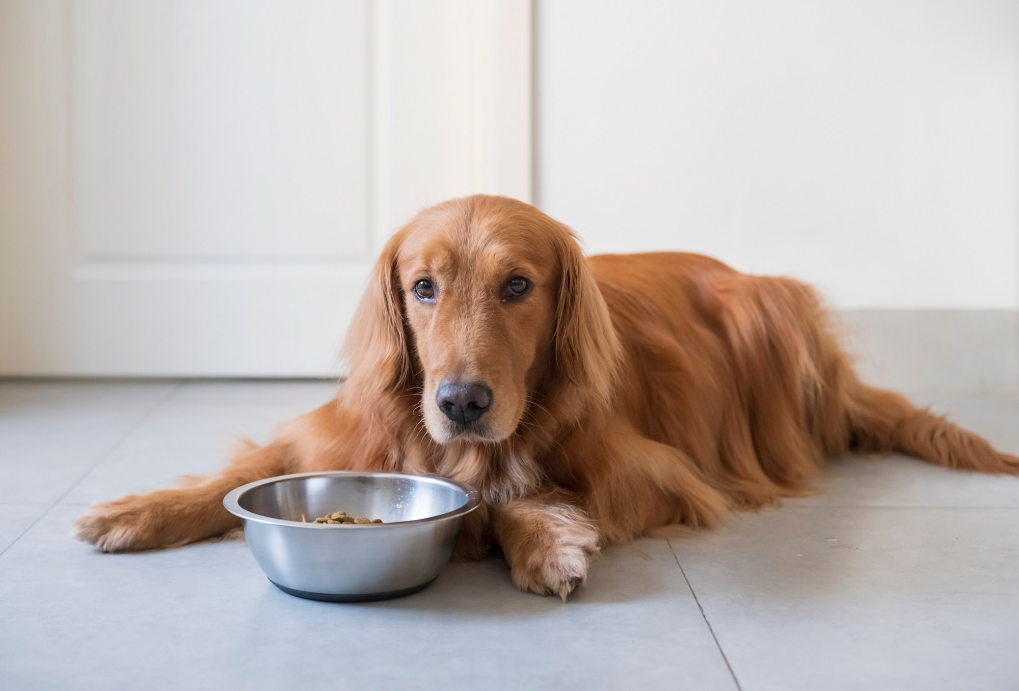 6 Best Dog Food for Golden Retrievers