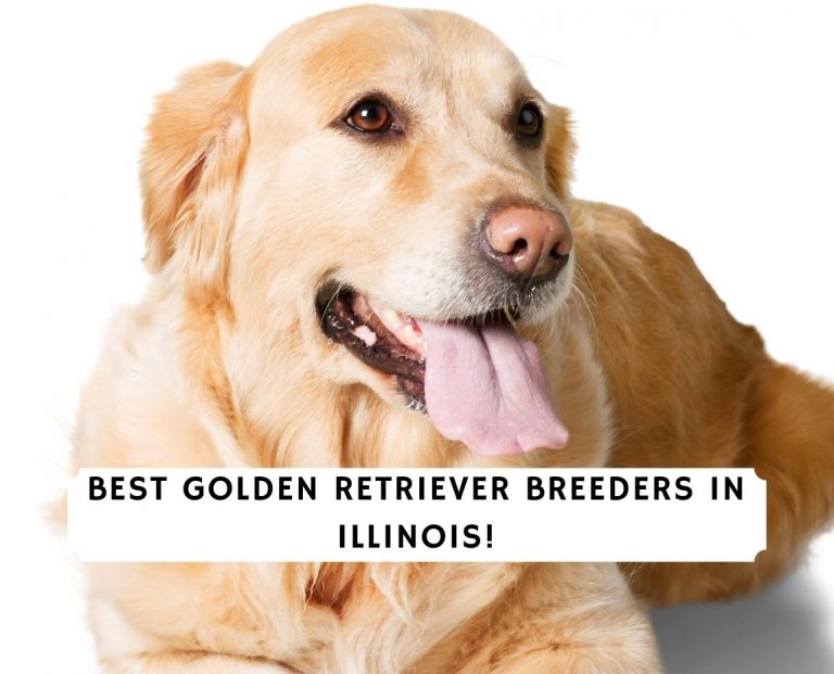 6 Best Golden Retriever Breeders in Illinois! (2021) We ...