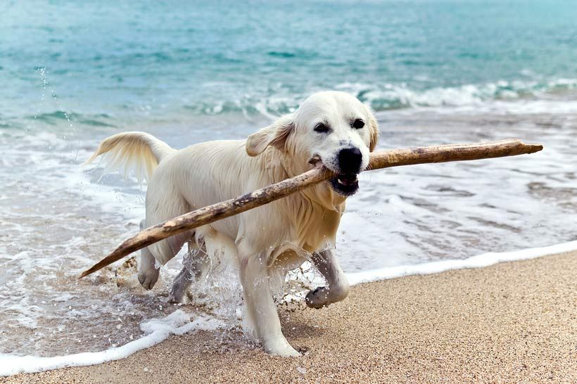 6 Dogs That Are Easy To Train