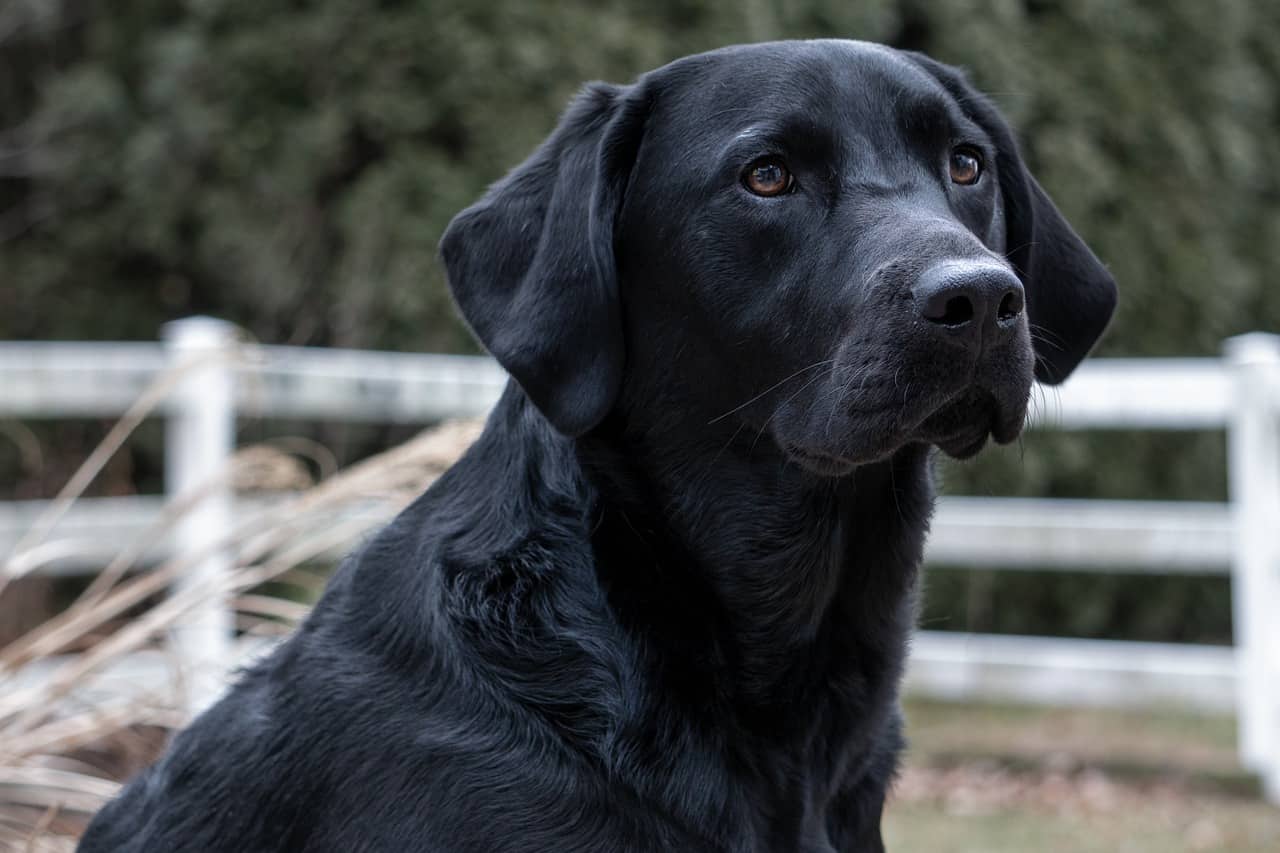 6 Dogs That Look Like Black Golden Retrievers (With ...