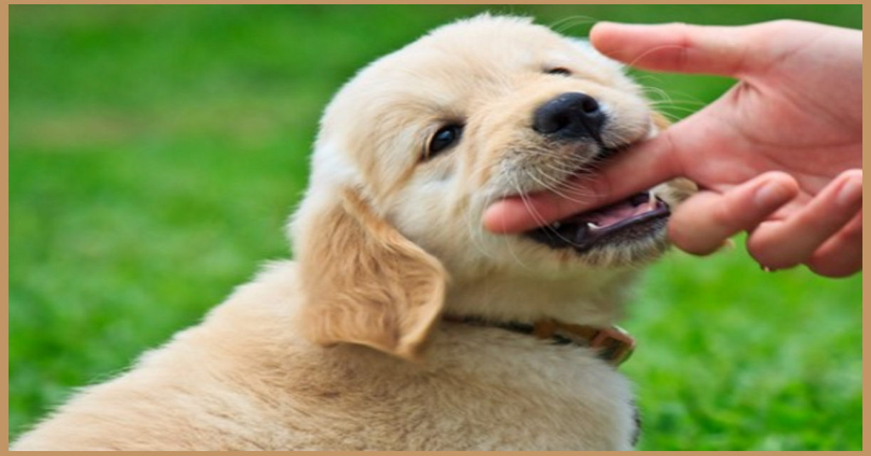 6 Easy Steps To Stop Your Teething Puppy From Biting