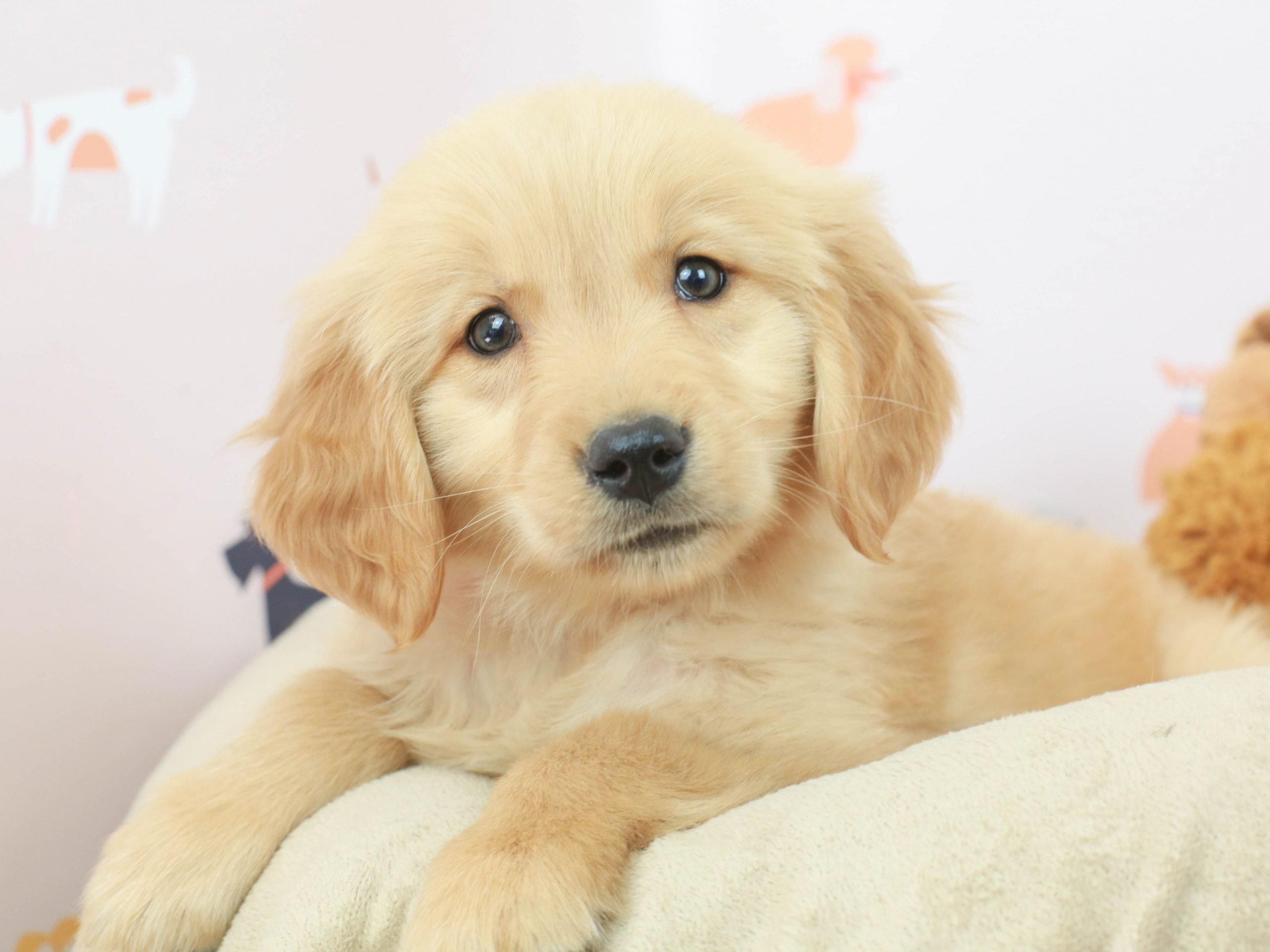 [6+] Golden Retriever Puppies To Sale Dalby