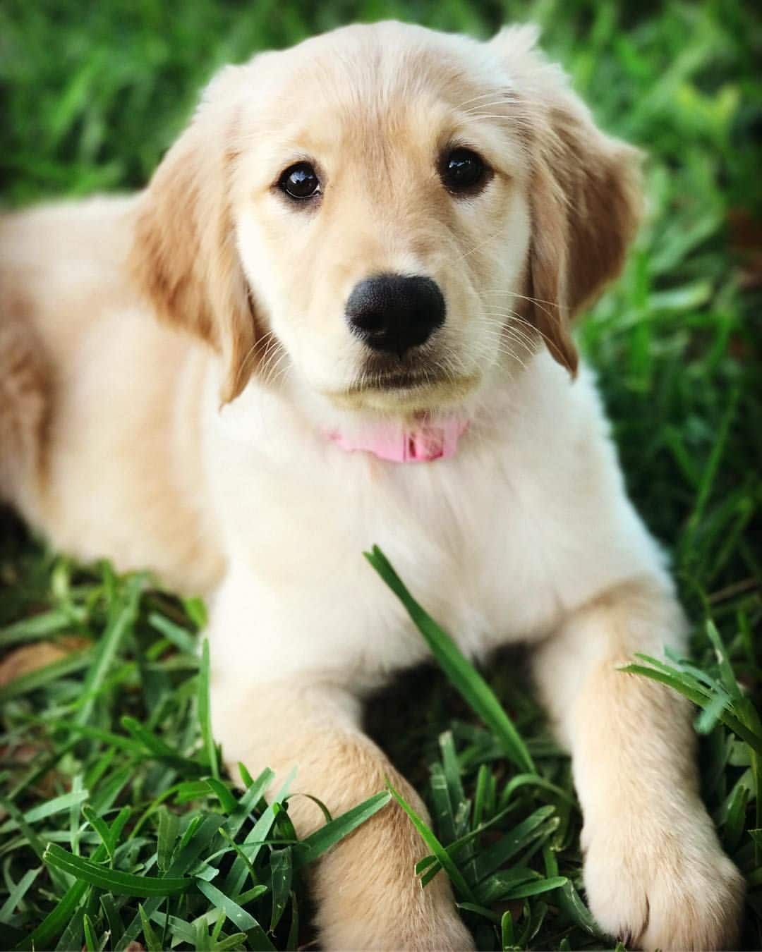 [6+] Golden Retrievers Dog Puppies For Sale Or Adoption At South Dakota ...