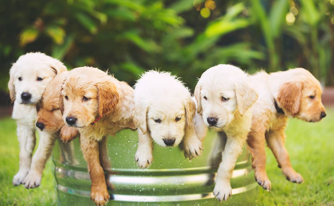 6 Things You Dont Know About The Golden Retriever