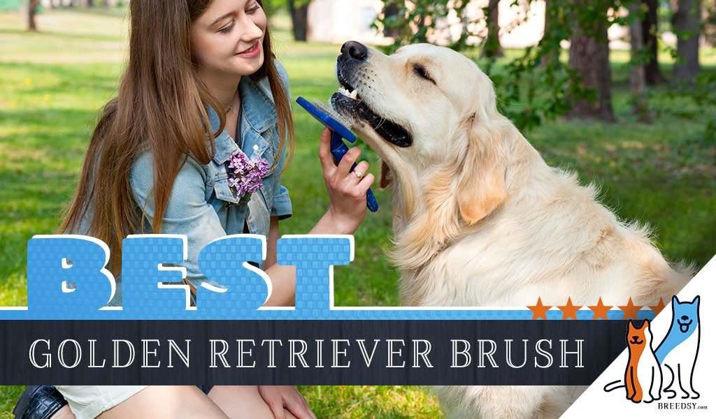 7 Best Brushes for Golden Retrievers w/ Simple Tips for ...