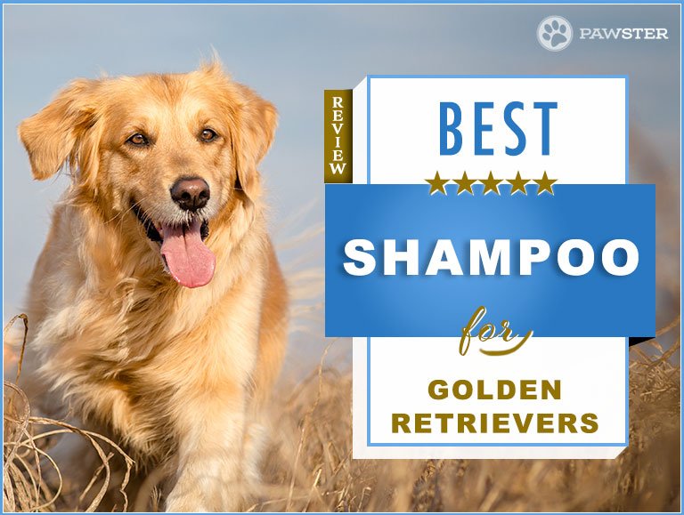 7 Best Golden Retriever Shampoos On The Market: Our 2019 Guide