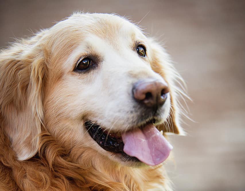7 Crazy Facts About Golden Retriever Lifespans (And 7 Tips To Increase ...