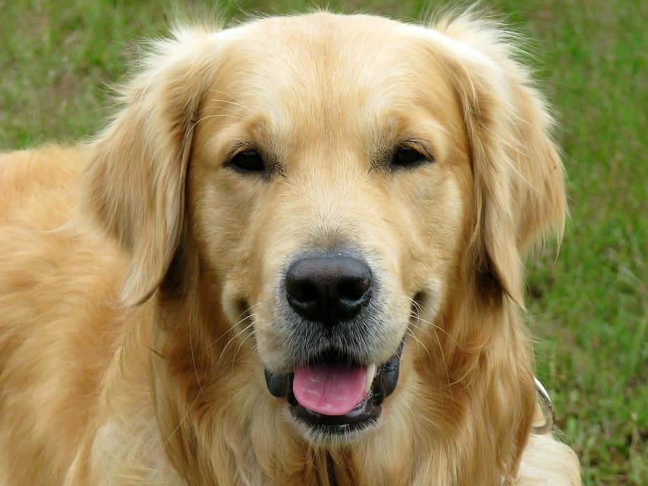 7 Crazy Facts About Golden Retriever Lifespans (And 7 Tips ...