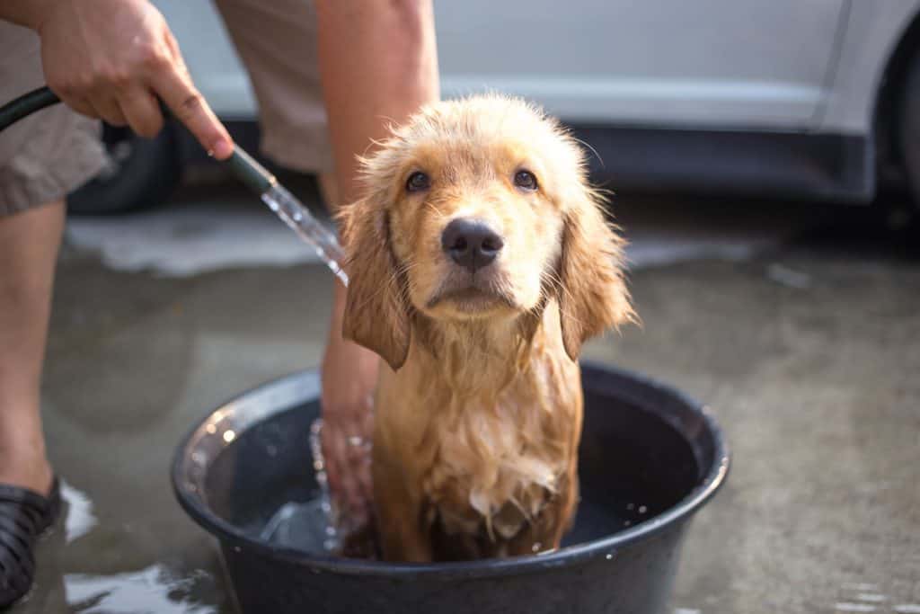 7 Top Tips to Manage Your Golden Retriever