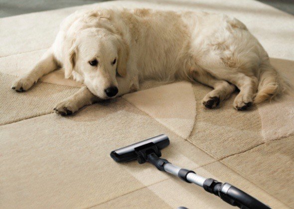 7 Ways to Keep Cat and Dog Fur Under Control
