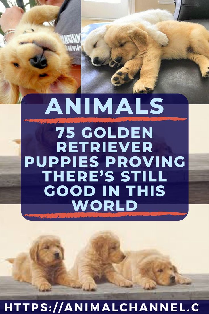 75 golden retriever puppies who are too pure for words ...