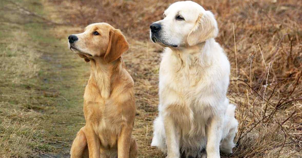 8 Types Of Golden Retrievers (With Pictures)  Golden Hearts