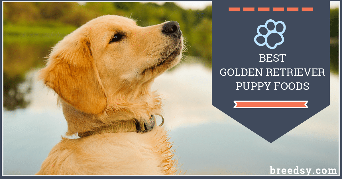 9 Best Golden Retriever Puppy Foods with Our 2019 Feeding Guide