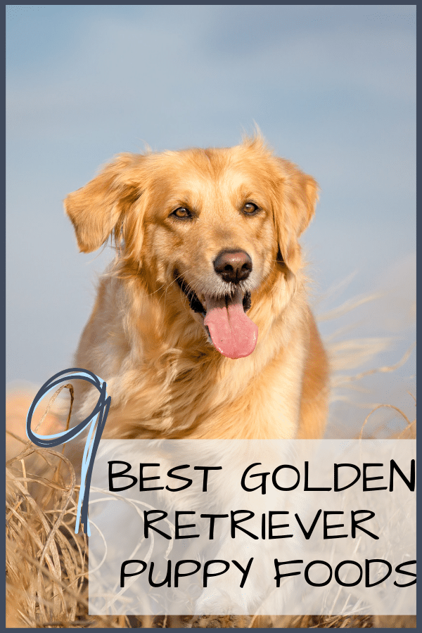 9 Best Golden Retriever Puppy Foods with Our 2021 Feeding Guide