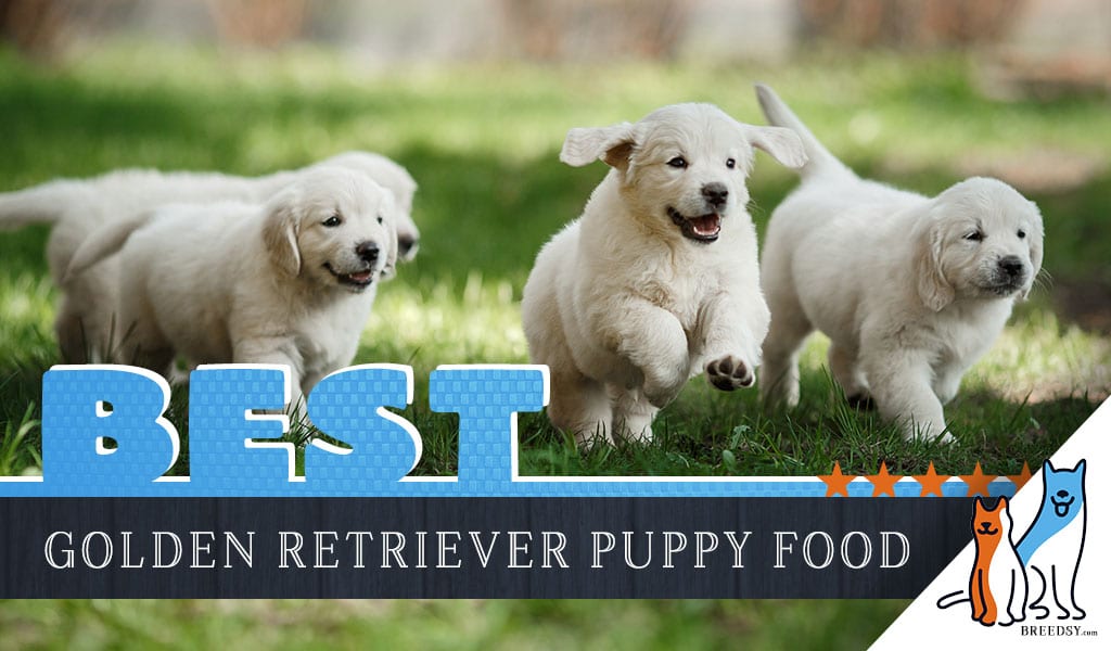 9 Best Golden Retriever Puppy Foods with Our 2021 Feeding ...