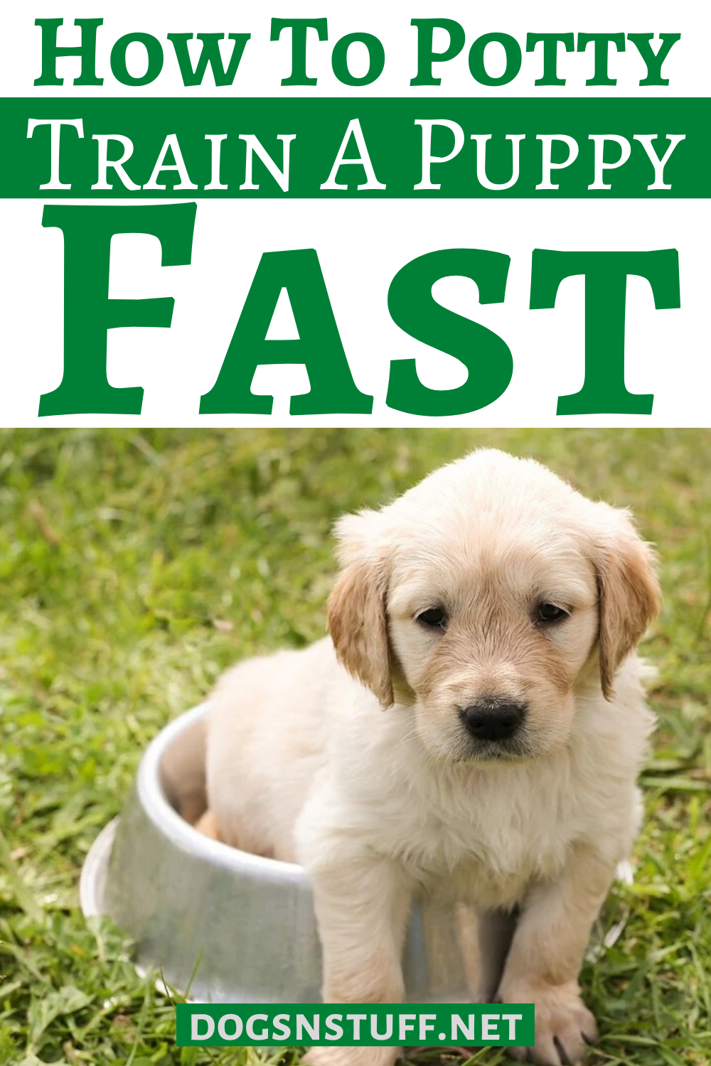 9 Successful Steps on How to Potty Train a Puppy Fast ...