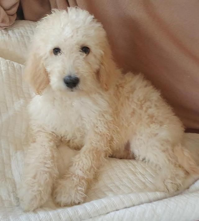 $950, $950 gOLDENDOODLE pUPPY FEMALE Puppies micrcochipped ...