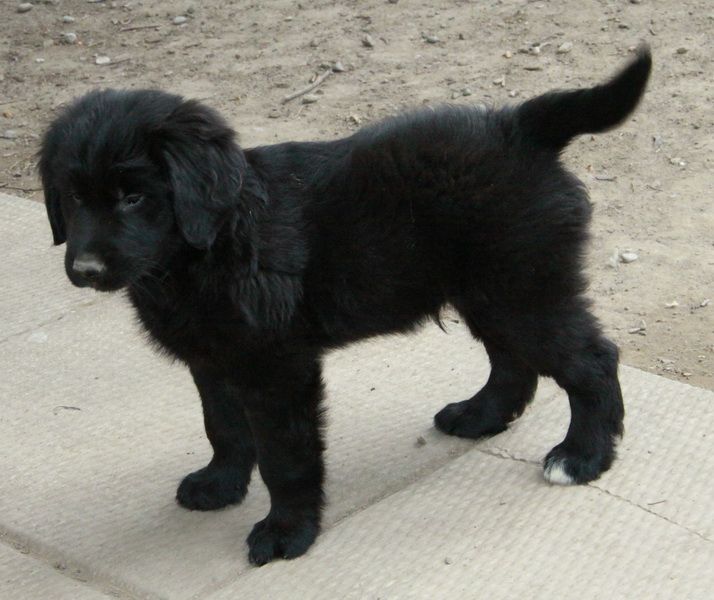 A beautiful black Newfoundland x golden retriever puppy