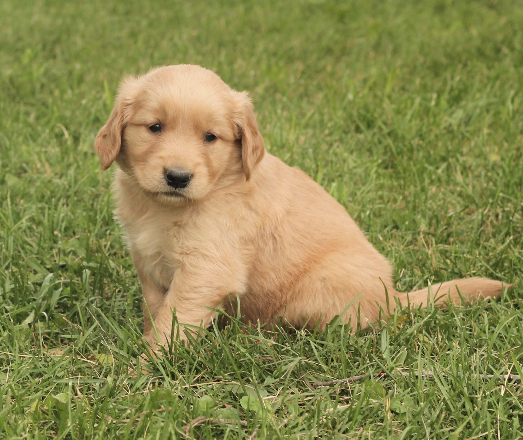 A Boatload of Sunshiny Golden Puppies Photos!