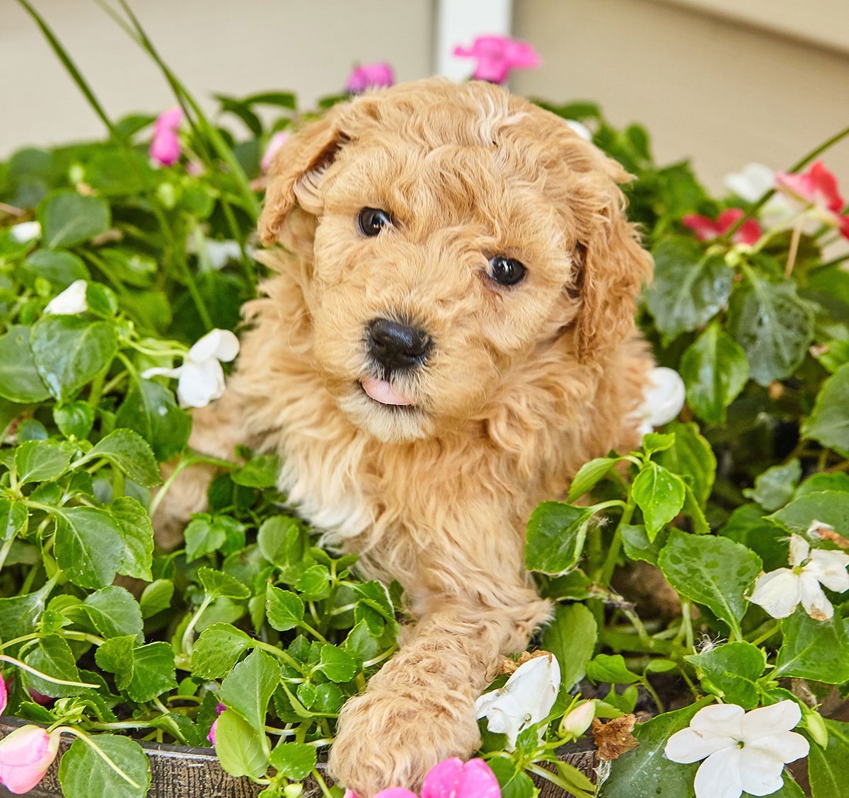 A Complete Guide To Miniature Golden Retrievers by The ...