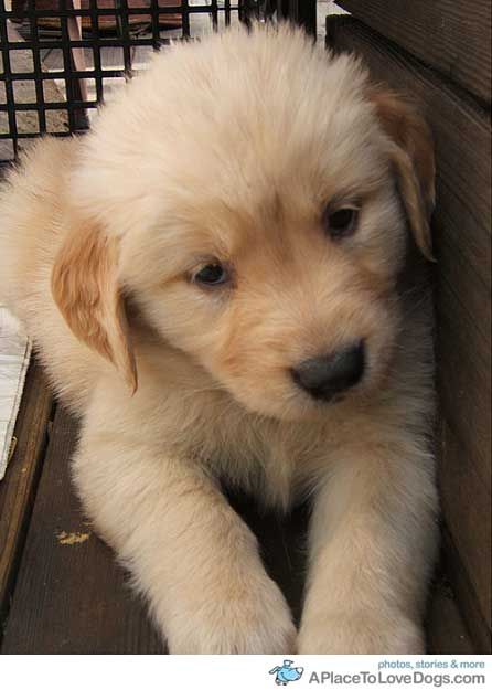 A cute Golden Retriever puppy